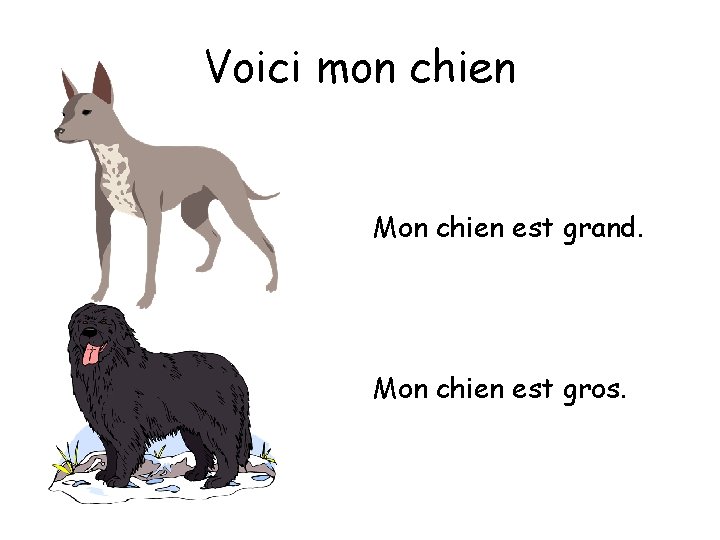 Voici mon chien Mon chien est grand. Mon chien est gros. 