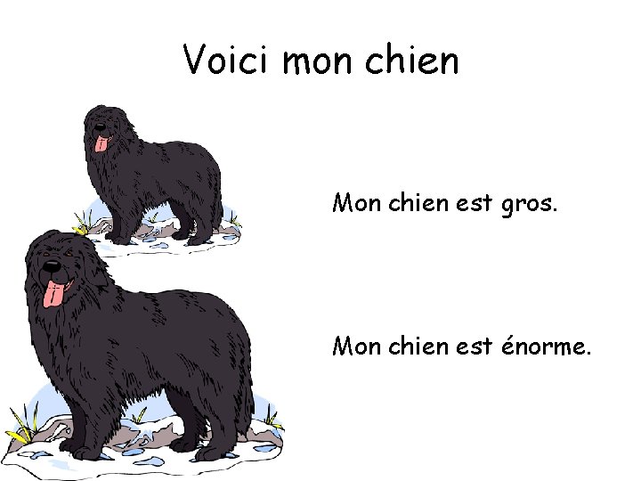 Voici mon chien Mon chien est gros. Mon chien est énorme. 