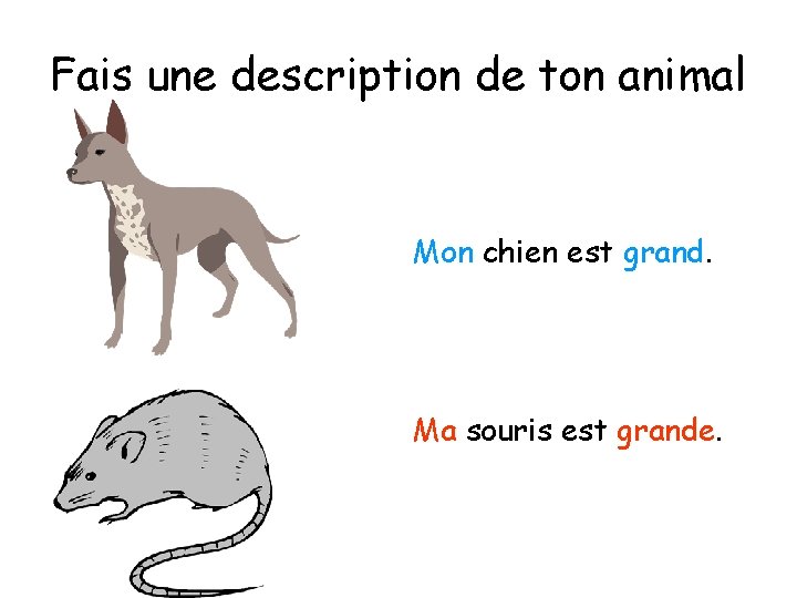 Fais une description de ton animal Mon chien est grand. Ma souris est grande.