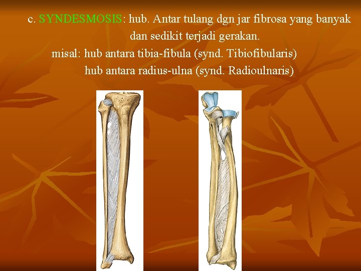 c. SYNDESMOSIS: hub. Antar tulang dgn jar fibrosa yang banyak dan sedikit terjadi gerakan.