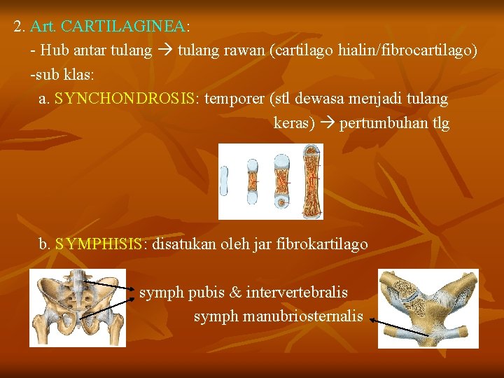 2. Art. CARTILAGINEA: - Hub antar tulang rawan (cartilago hialin/fibrocartilago) -sub klas: a. SYNCHONDROSIS: 2. Art. CARTILAGINEA: - Hub antar tulang rawan (cartilago hialin/fibrocartilago) -sub klas: a. SYNCHONDROSIS: