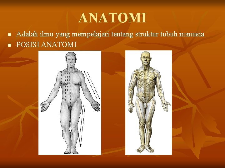 ANATOMI n n Adalah ilmu yang mempelajari tentang struktur tubuh manusia POSISI ANATOMI 