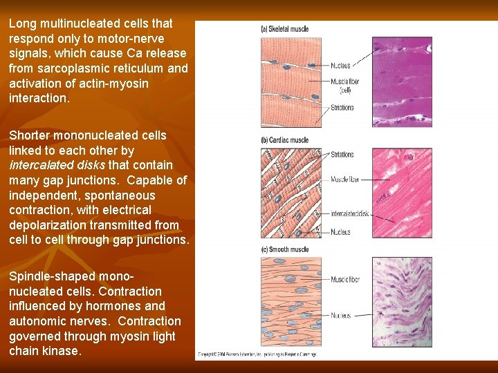 Long multinucleated cells that respond only to motor-nerve signals, which cause Ca release from