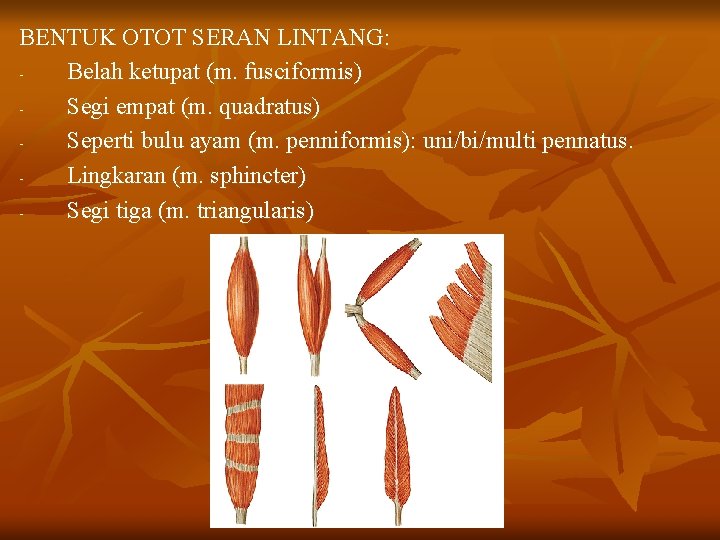 BENTUK OTOT SERAN LINTANG: Belah ketupat (m. fusciformis) Segi empat (m. quadratus) Seperti bulu