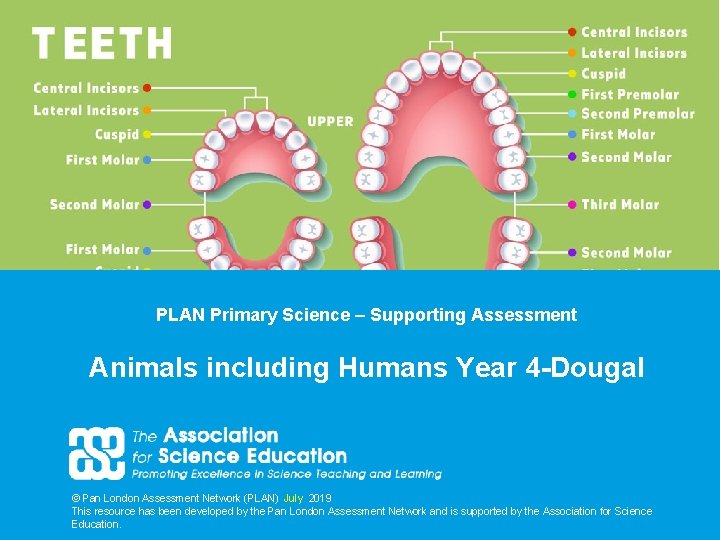 PLAN Primary Science – Supporting Assessment Animals including Humans Year 4 -Dougal © Pan