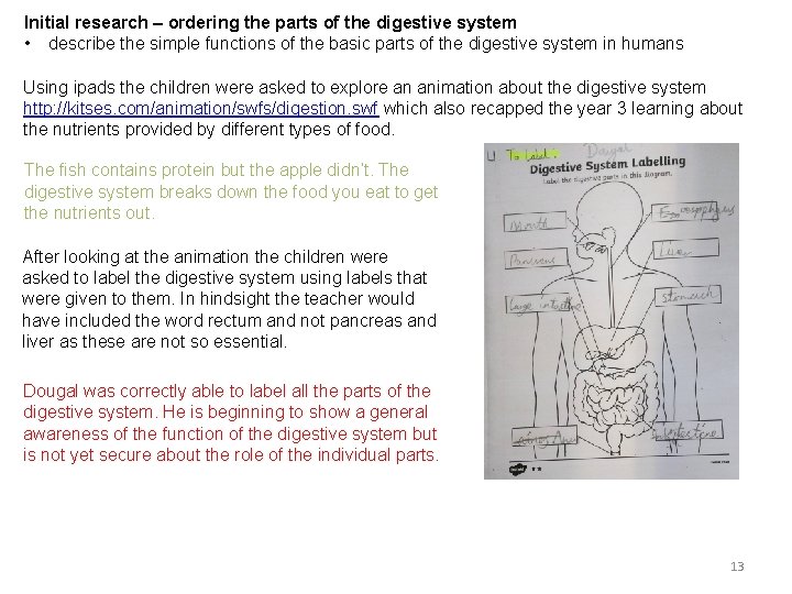 Initial research – ordering the parts of the digestive system • describe the simple