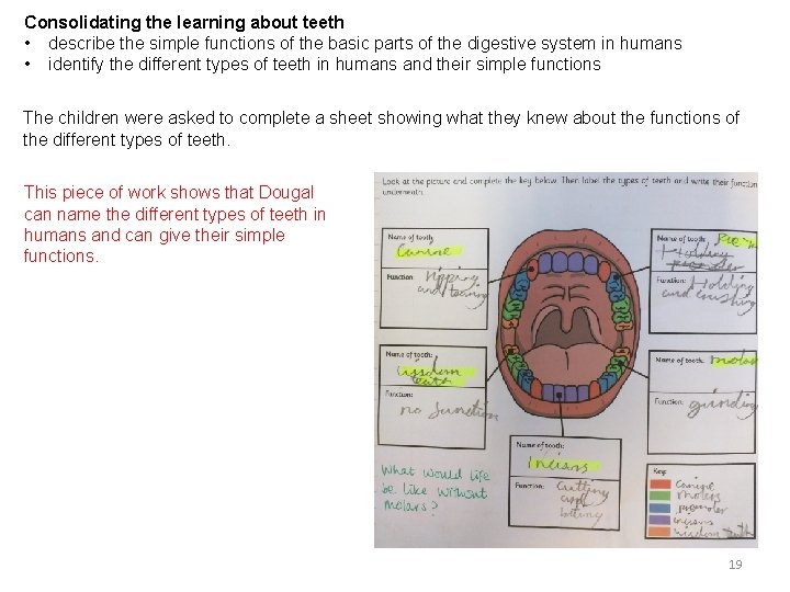 Consolidating the learning about teeth • describe the simple functions of the basic parts