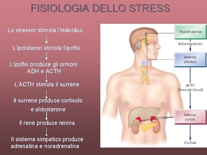 FISIOLOGIA DELLO STRESS Lo stressor stimola l’individuo L’ipotalamo stimola l’ipofisi L’ipofisi produce gli ormoni