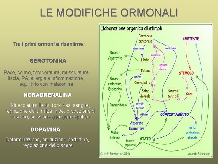 LE MODIFICHE ORMONALI Tra i primi ormoni a risentirne: SEROTONINA Pace, sonno, temperatura, muscolatura