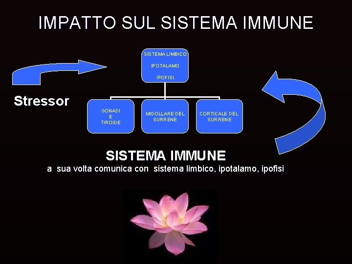 IMPATTO SUL SISTEMA IMMUNE SISTEMA LIMBICO IPOTALAMO IPOFISI Stressor GONADI E TIROIDE MIDOLLARE DEL