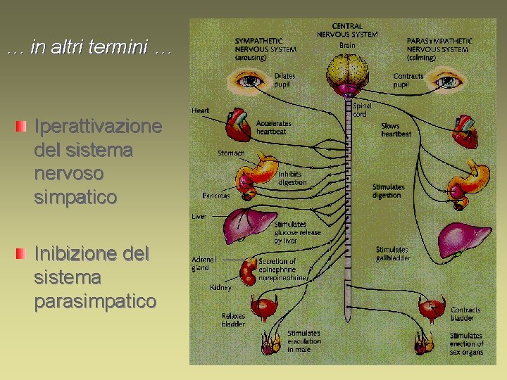 … in altri termini … Iperattivazione del sistema nervoso simpatico Inibizione del sistema parasimpatico