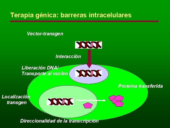 Terapia génica: barreras intracelulares Vector-transgen Interacción Liberación DNA/ Transporte al núcleo Proteína transferida Localización