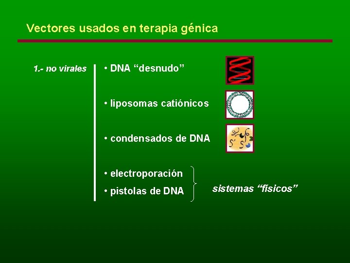 Vectores usados en terapia génica 1. - no virales • DNA “desnudo” • liposomas