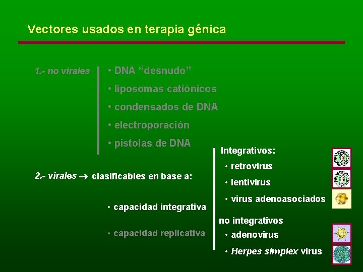 Vectores usados en terapia génica 1. - no virales • DNA “desnudo” • liposomas