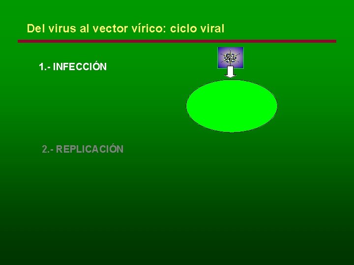 Del virus al vector vírico: ciclo viral 1. - INFECCIÓN 2. - REPLICACIÓN 