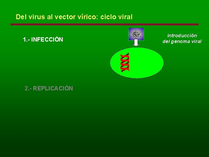 Del virus al vector vírico: ciclo viral 1. - INFECCIÓN 2. - REPLICACIÓN introducción