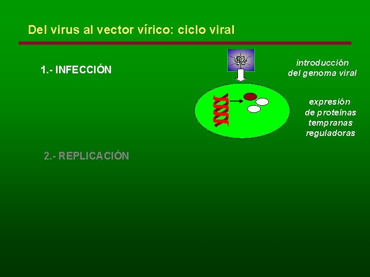 Del virus al vector vírico: ciclo viral 1. - INFECCIÓN introducción del genoma viral