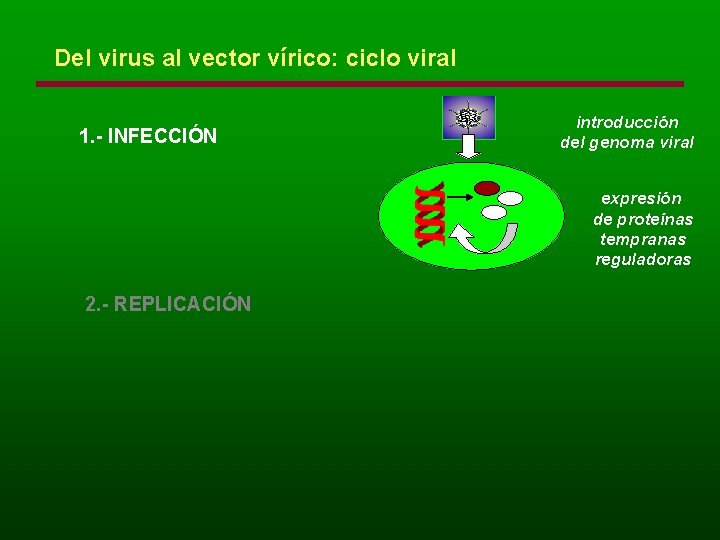 Del virus al vector vírico: ciclo viral 1. - INFECCIÓN introducción del genoma viral