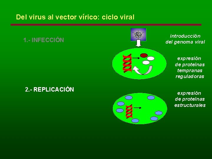 Del virus al vector vírico: ciclo viral 1. - INFECCIÓN introducción del genoma viral