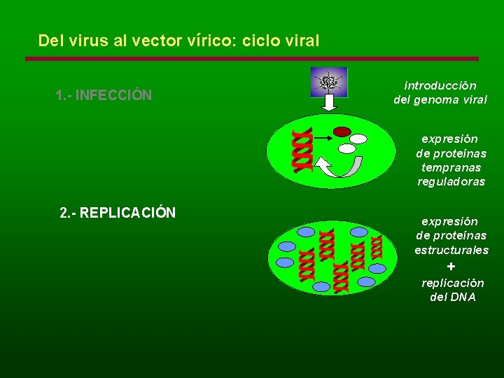 Del virus al vector vírico: ciclo viral 1. - INFECCIÓN introducción del genoma viral