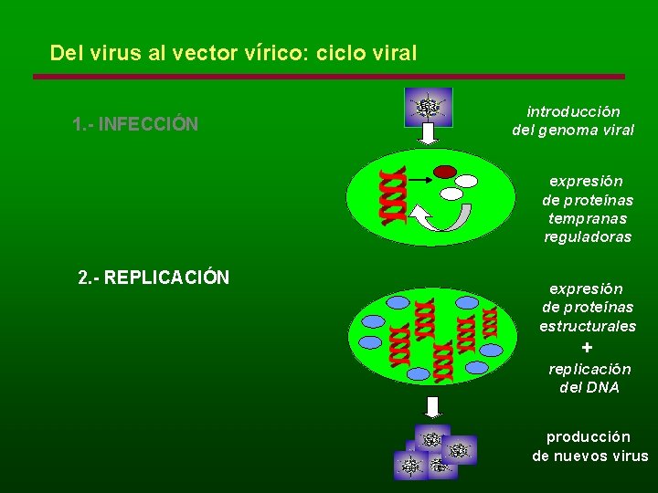 Del virus al vector vírico: ciclo viral 1. - INFECCIÓN introducción del genoma viral