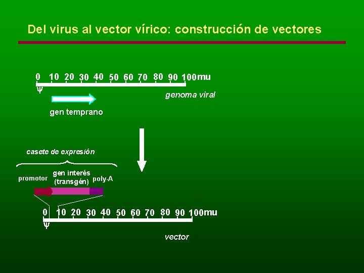 Del virus al vector vírico: construcción de vectores 0 10 20 30 40 50
