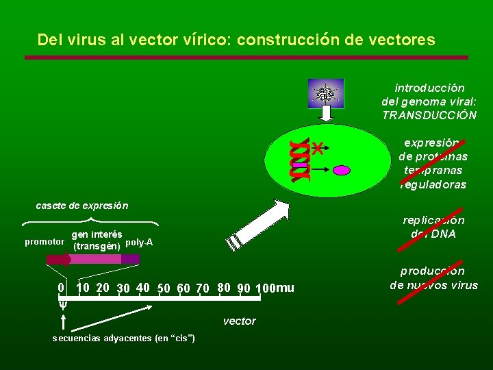 Del virus al vector vírico: construcción de vectores introducción del genoma viral: TRANSDUCCIÓN expresión