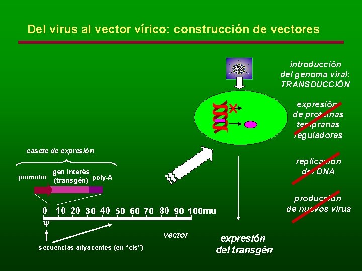 Del virus al vector vírico: construcción de vectores introducción del genoma viral: TRANSDUCCIÓN expresión