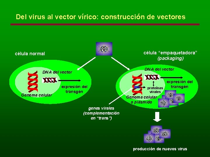 Del virus al vector vírico: construcción de vectores célula “empaquetadora” (packaging) célula normal DNA
