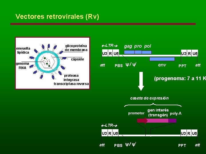 Vectores retrovirales (Rv) envuelta lipídica glicoproteína de membrana LTR U 3 R U 5