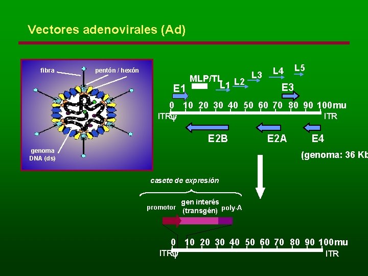 Vectores adenovirales (Ad) fibra pentón / hexón MLP/TL L 2 L 3 L 1