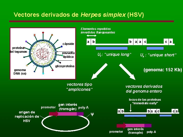 Vectores derivados de Herpes simplex (HSV) Elementos repetidos invertidos flanqueantes cápside proteína del tegumen