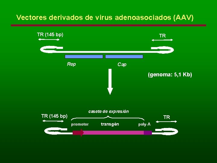 Vectores derivados de virus adenoasociados (AAV) TR (145 bp) TR Rep Cap (genoma: 5,