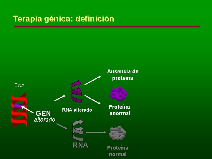 Terapia génica: definición Ausencia de proteína DNA GEN RNA alterado Proteína anormal alterado RNA