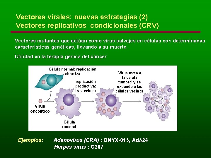 Vectores virales: nuevas estrategias (2) Vectores replicativos condicionales (CRV) Vectores mutantes que actúan como