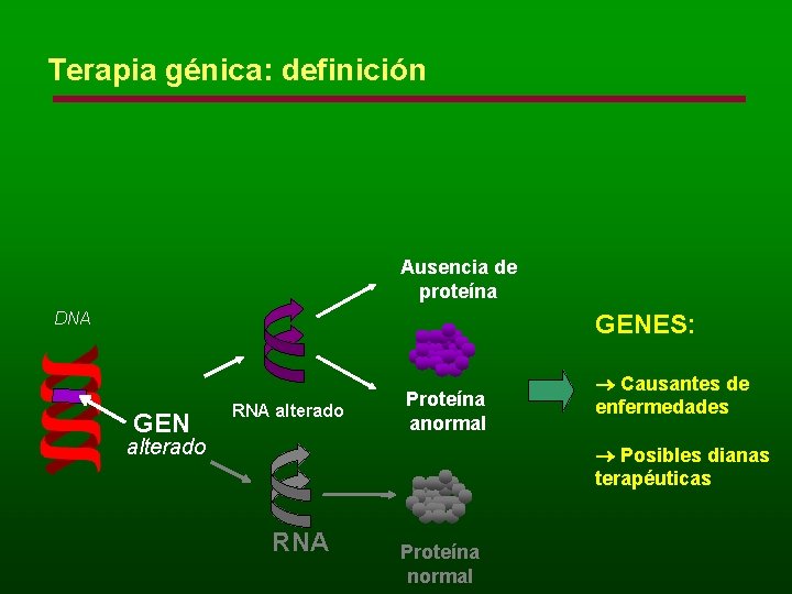 Terapia génica: definición Ausencia de proteína DNA GENES: GEN RNA alterado Proteína anormal alterado