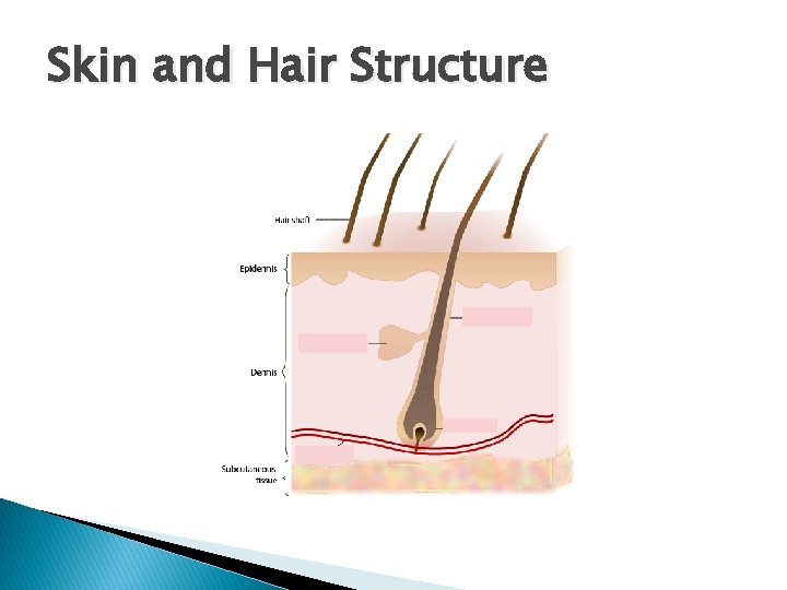 Skin and Hair Structure 