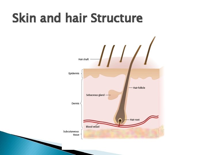 Skin and hair Structure 