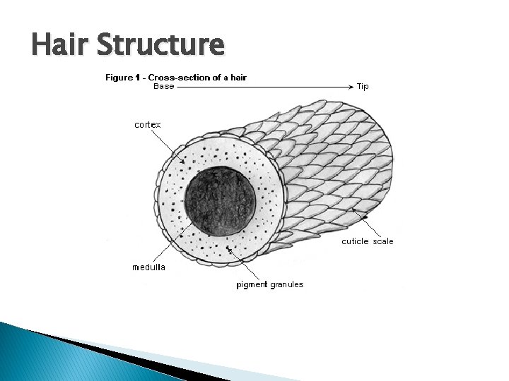 Hair Structure 