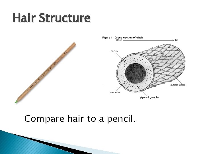 Hair Structure Compare hair to a pencil. 