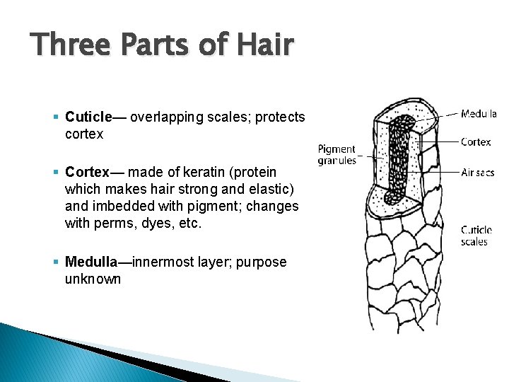 Three Parts of Hair Composed of: § Cuticle— overlapping scales; protects cortex § Cortex—