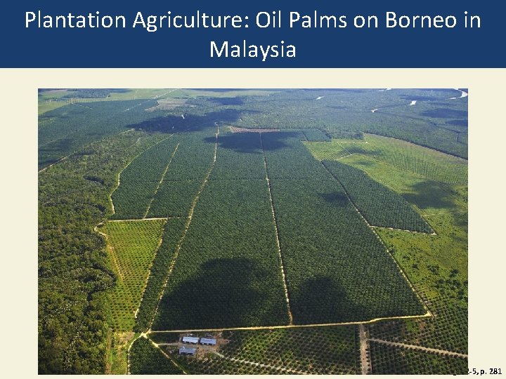 Plantation Agriculture: Oil Palms on Borneo in Malaysia Fig. 12 -5, p. 281 