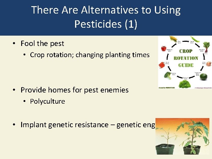There Alternatives to Using Pesticides (1) • Fool the pest • Crop rotation; changing