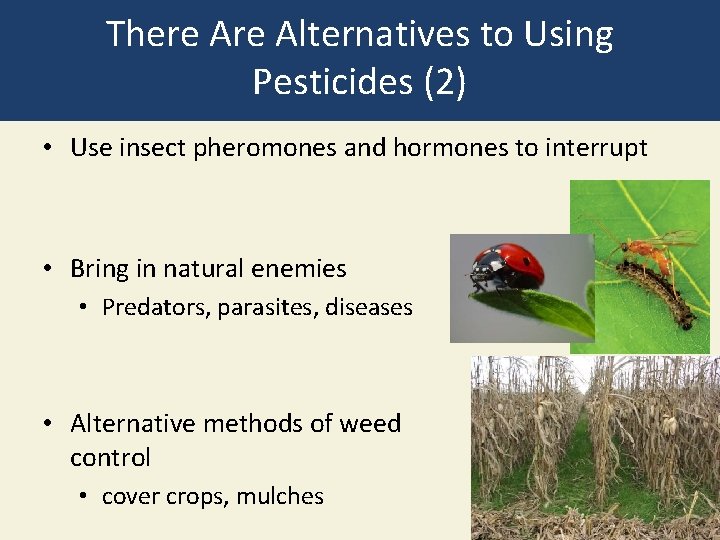 There Alternatives to Using Pesticides (2) • Use insect pheromones and hormones to interrupt