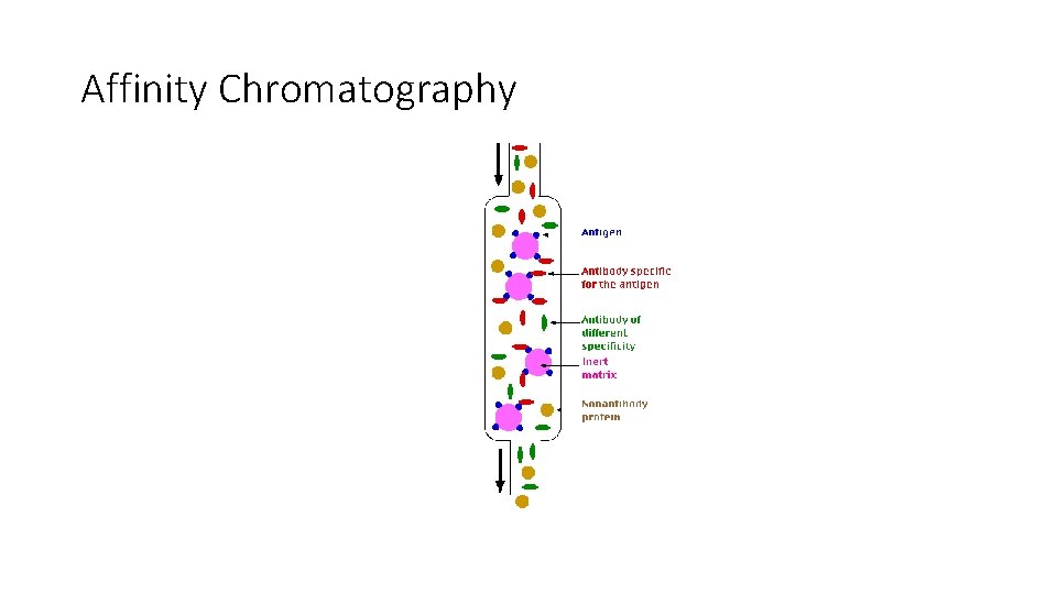 Affinity Chromatography 