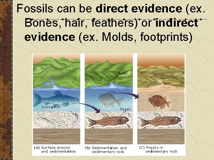 Fossils can be direct evidence (ex. Bones, hair, feathers) or indirect evidence (ex. Molds,