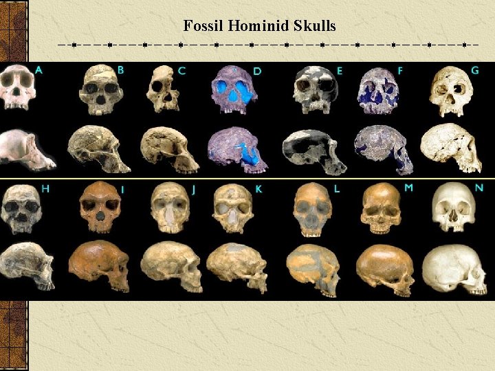 Fossil Hominid Skulls 