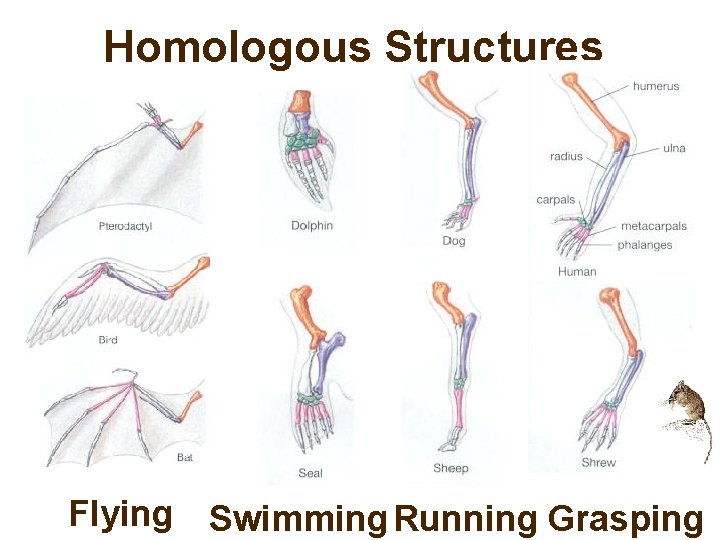 Homologous Structures Flying Swimming Running Grasping 