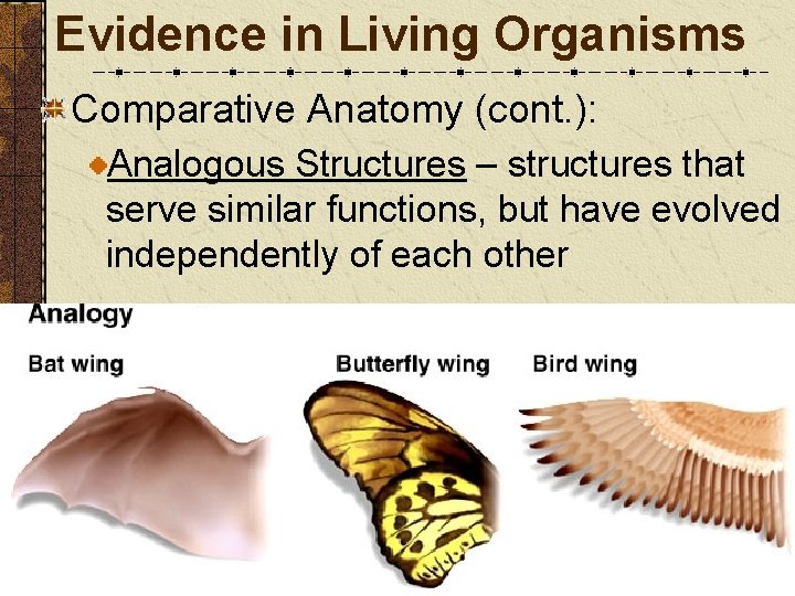 Evidence in Living Organisms Comparative Anatomy (cont. ): Analogous Structures – structures that serve