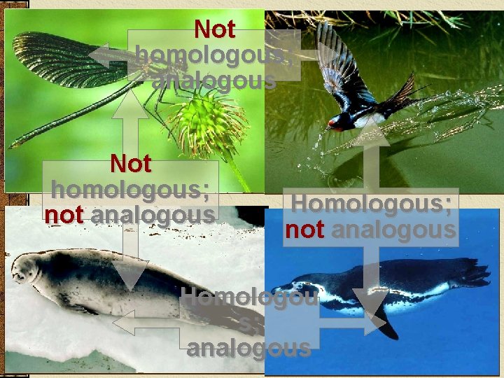 Not homologous; analogous Not homologous; not analogous Homologou s; analogous 